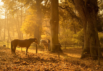 Horses in the morning mist in autumn © Shestakoff