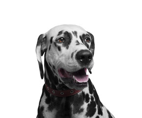 Portrait of a happy and laughing dog breed Dalmatian