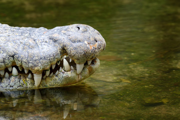 Crocodile head in water