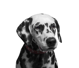Portrait of a black and white spotted dalmatian dog breed in the