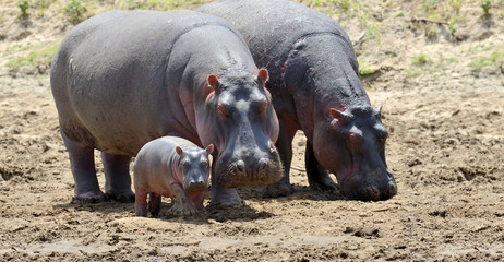 Hippo family. Kenya, Africa