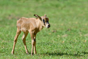 Naklejka na ściany i meble Baby gemsbok on grass