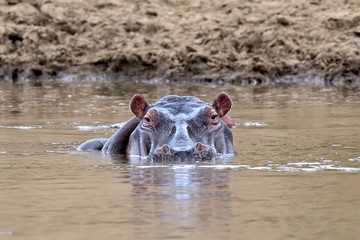 Hippo family. Kenya, Africa