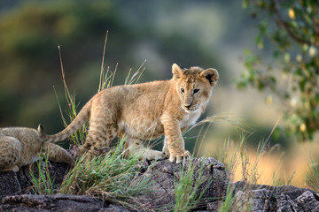 Lion cub, National park of Kenya, Africa