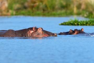 Fototapeta premium Hippo family. Kenya, Africa