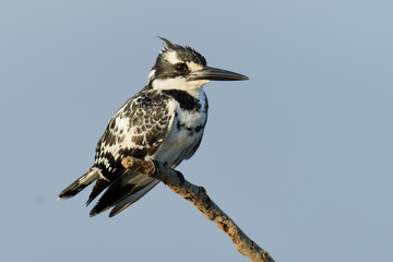 Pied Kingfisher on branch