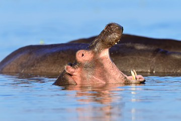 Fototapeta na wymiar Hippo family. Kenya, Africa