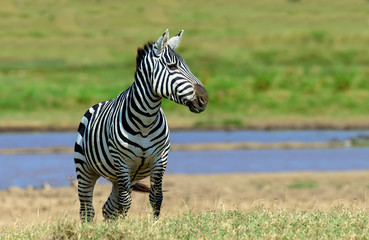 Fototapeta premium Zebra in National park of Kenya