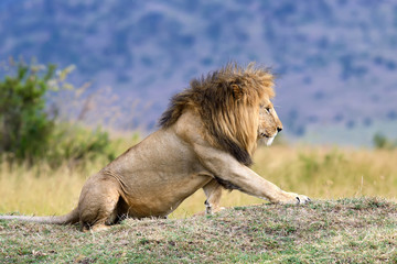 Lion in National park of Kenya, Africa