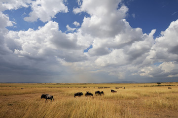 Savannah landscape in the National park of Kenya