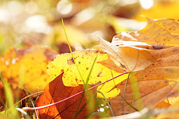 Fallen autumn leaves in the park