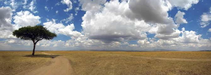 Fotobehang Afrika Panorama with tree in Africa  © byrdyak