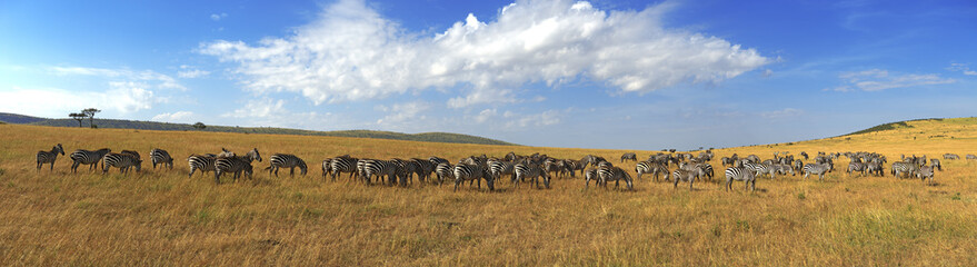 Zebras in a row walking in the savannah in Africa