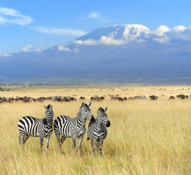 Fototapeta Zebra on grassland in Africa