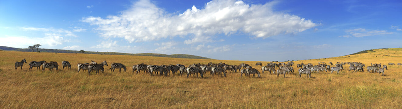 Fototapeta Zebras in a row walking in the savannah in Africa