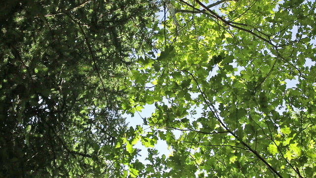 Panning through a forest canopy looking up with sunlight filtering through