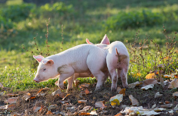 Piglets walking on farm