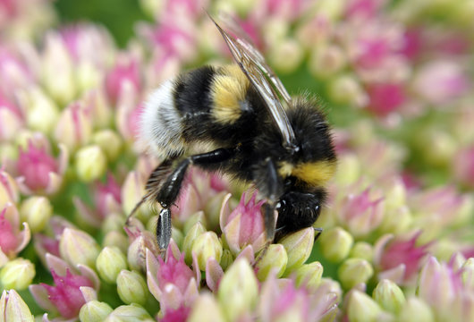 Humla i ett hav av rosa blommor