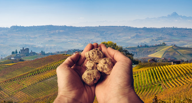 Hands holdin white truffle form Alba in the vineyards