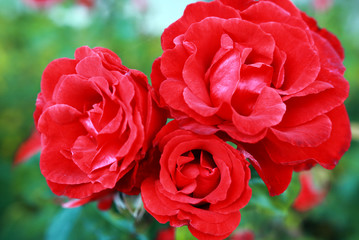 Red Rose