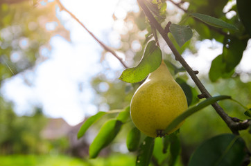 Yellow ripe pear hanging on a branch with green leafs on a sunny autumn day with bright sun light filters and effects applied