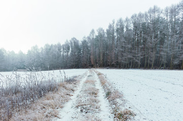 冬、林、雪道、リゾート、