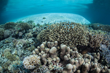 Beautiful Coral Reef in Shallow Water