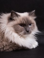 Beautiful Neva Masquerade cat portrait
