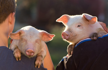 Piglets on farmers shoulders
