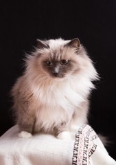 Fototapeta na wymiar Beautiful Neva Masquerade cat portrait