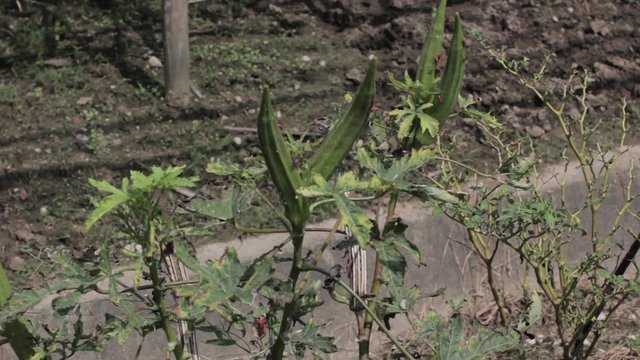 Okra plant ( Lady's Finger) with fruit (Abelmoschus esculentus)