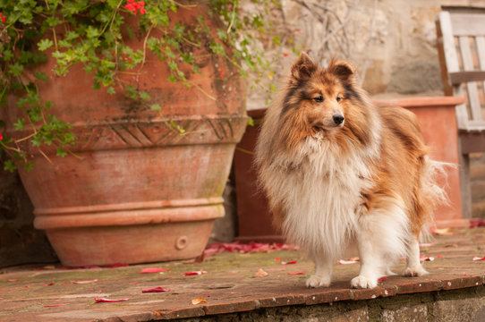 Sheltie, Shetland Sheepdog, stehend mit Knickohr