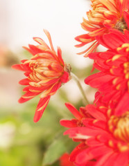 red chrysanthemum flower ,the effect has been applied