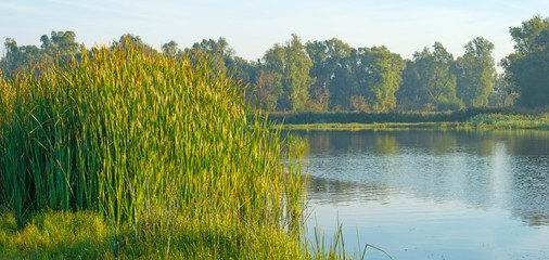 Shore of a lake under a hazy sky in autumn