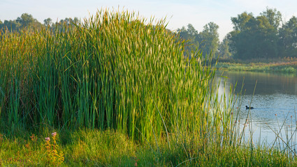 Shore of a lake under a hazy sky in autumn