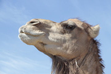 camel