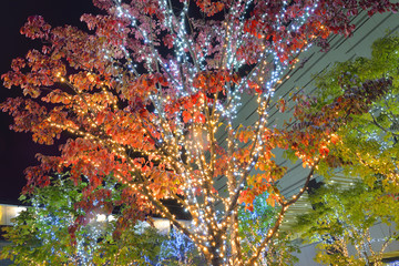 紅葉とイルミネーション