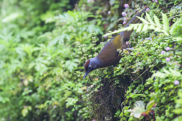 Malayan Laughingthrush at the natural wild habitat