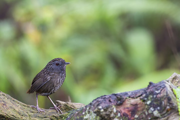 Streaked Wren-Babbler