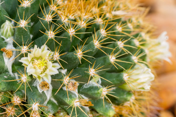 Close up cactus.