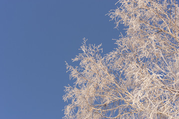 winter trees on snow