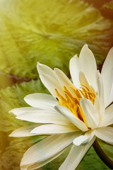 Beautiful waterlily flower in full bloom in the pond