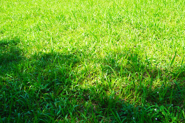 GREEN GRASS FIELD