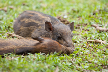 Baby wild boars sleeping on grass