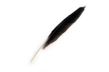 Feather pen. Isolated on a white background