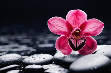 Beautiful orchid with therapy stones 