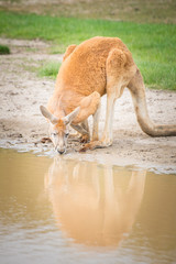 Red Kangaroos in wildlife park at Phillip Island, Melbourne, Australia.