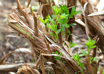 New sprouts on cut bush cinquefoil, Potentilla fruticosa