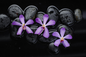 beautiful three orchid with therapy stones 