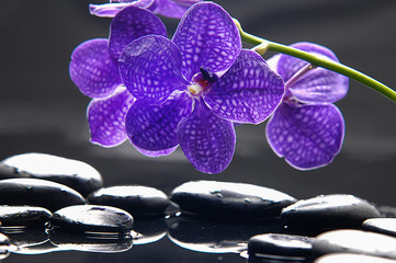 Still life with purple orchid  and wet stones